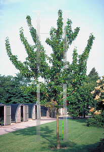 Picture of Maclura pomifera 