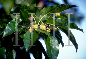 Picture of Maclura pomifera 