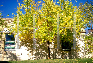 Picture of Maclura pomifera 