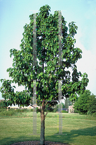 Picture of Magnolia acuminata 