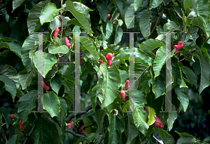 Picture of Magnolia acuminata 