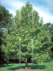 Picture of Magnolia acuminata var. subcordata 