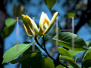 Picture of Magnolia acuminata var. subcordata 
