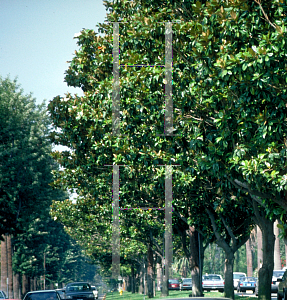 Picture of Magnolia grandiflora 