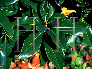 Picture of Magnolia grandiflora 'Bracken's Brown Beauty'