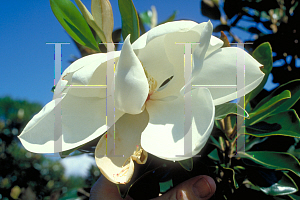 Picture of Magnolia grandiflora 'Bracken's Brown Beauty'