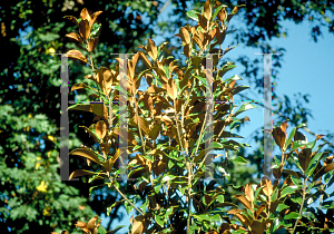 Picture of Magnolia grandiflora 'Bracken's Brown Beauty'