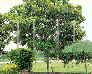 Picture of Magnolia grandiflora 'Samuel Sommer'