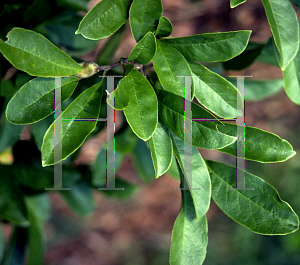 Picture of Magnolia stellata 