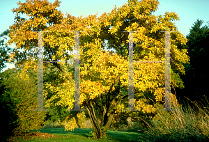 Picture of Magnolia stellata 