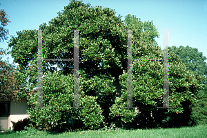 Picture of Magnolia stellata 