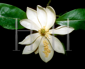 Picture of Magnolia virginiana 