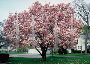 Picture of Magnolia x soulangiana 