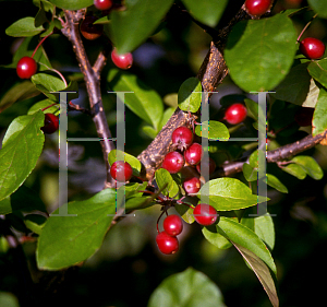 Picture of Malus x 'Adams'