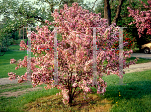 Picture of Malus x 'Adams'