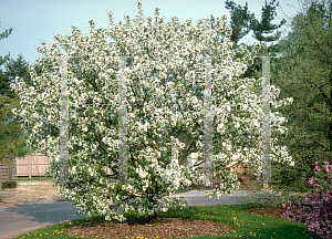 Picture of Malus baccata 