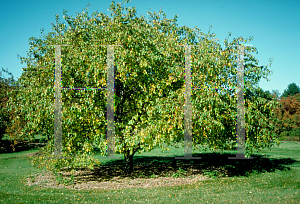 Picture of Malus baccata 'Jackii'