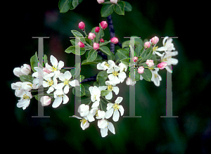 Picture of Malus x 'Beverly'