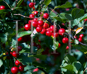Picture of Malus x 'Beverly'