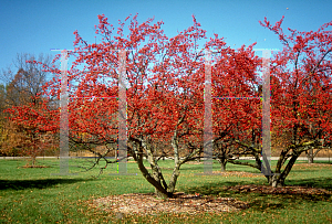 Picture of Malus x 'Beverly'