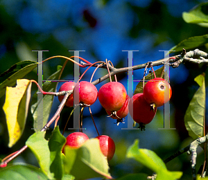 Picture of Malus x 'Callaway'