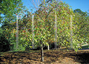 Picture of Malus x 'Callaway'