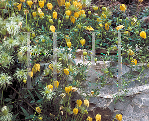 Picture of Clematis tangutica 