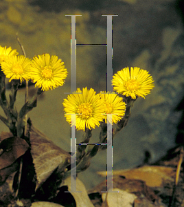 Picture of Tussilago farfara 