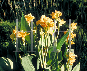 Picture of Canna x generalis 'Lenape'