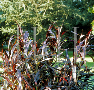 Picture of Pennisetum setaceum 'Burgundy Giant'