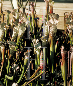 Picture of Sarracenia leucophylla 