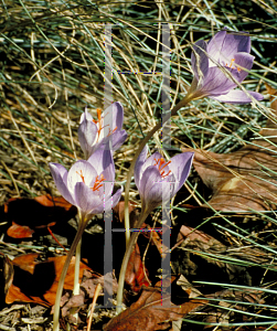 Picture of Crocus speciosus 