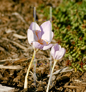 Picture of Crocus pulchellus 