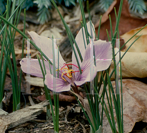 Picture of Crocus sativus 