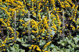 Picture of Solidago spathulata 'Golden Fleece'