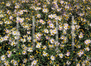 Picture of Boltonia asteroides 'Pink Beauty'