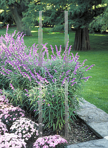 Picture of Salvia leucantha 