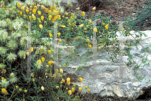 Picture of Clematis tangutica 