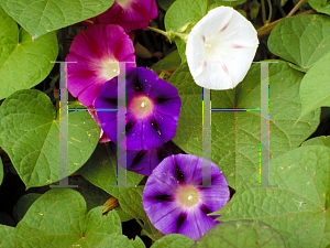 Picture of Ipomoea tricolor 