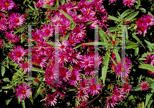 Picture of Symphyotrichum novae-angliae 'Alma Potschke'