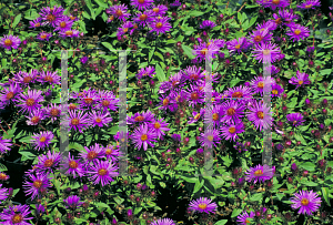 Picture of Symphyotrichum novae-angliae 'Purple Dome'