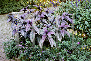 Picture of Strobilanthes dyerianus 