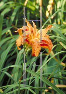 Picture of Hemerocallis fulva 'Kwanso'