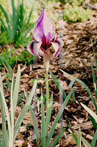 Picture of Iris spp. 