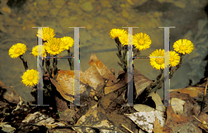 Picture of Tussilago farfara 