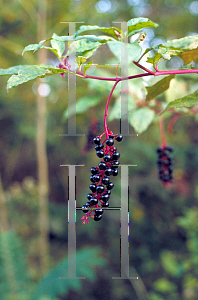 Picture of Phytolacca americana 