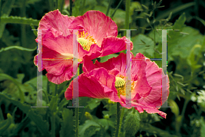 Picture of Papaver rhoeas 