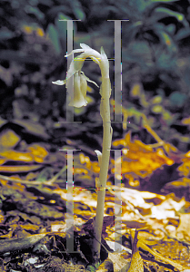 Picture of Monotropa uniflora 