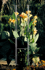 Picture of Canna x generalis 'Lenape'