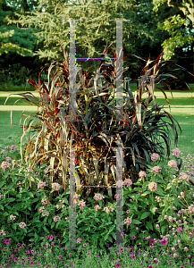 Picture of Pennisetum setaceum 'Burgundy Giant'